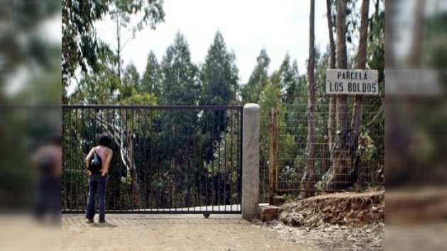 Encuentran una plantación de marihuana en una parcela de Pinochet en Chile