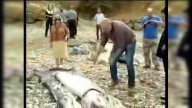 Aparece un calamar de 180 kilos en una playa de España