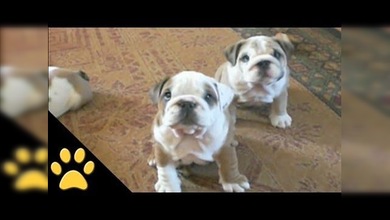Compilación: Conozca a los bulldogs más simpáticos y divertidos del mundo