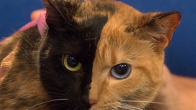 Video: La gata 'de dos caras' causa furor en Internet y aturde a los científicos