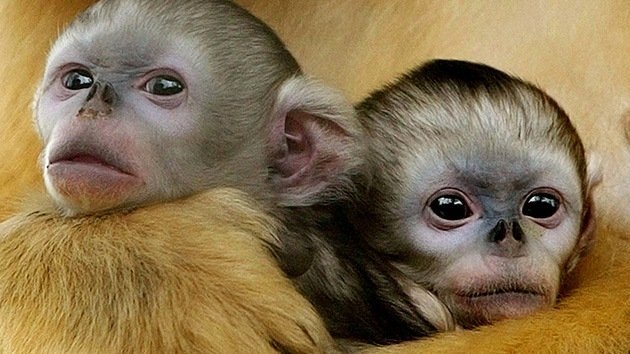 Investigadores chinos crean por primera vez monos con mutaciones genéticas controladas