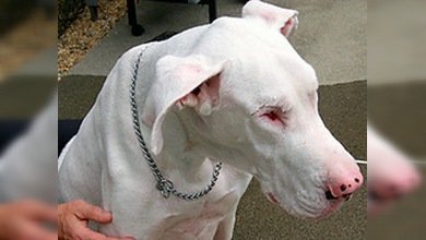 Una perra lazarillo... de otra perra