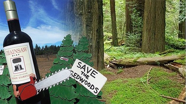 Polémica en EE.UU. por los planes de Codorníu de talar un bosque de secuoyas