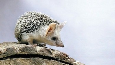 Video: La 'respuesta' rusa al Día de la Marmota es el Día del Erizo