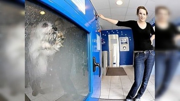 Una compañía japonesa ofrece un baño exclusivo para perros
