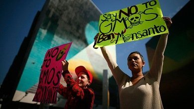 Monsanto dona dinero para evitar que un condado de EE.UU. prohíba los OGM