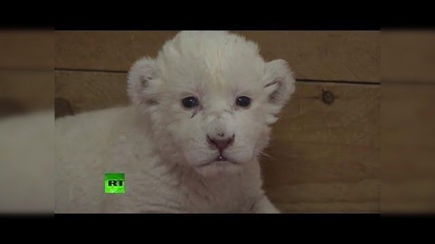 Una rara cría de león blanco hace su aparición en un zoológico de Serbia