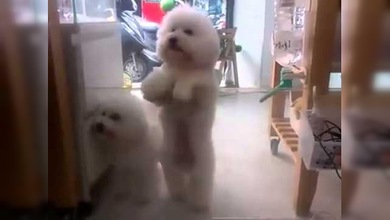 Perritos que bailan ‘los pajaritos’