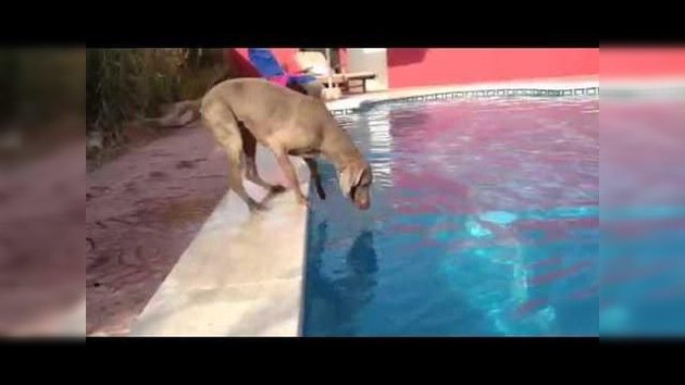 Un perro muy listo saca un frisby de la piscina sin mojarse