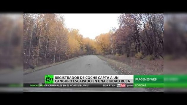 Un canguro negro 'salta a la vista' en bosque ruso