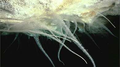 Australia, a la caza de los microbios 'alien' que no salen de su cueva