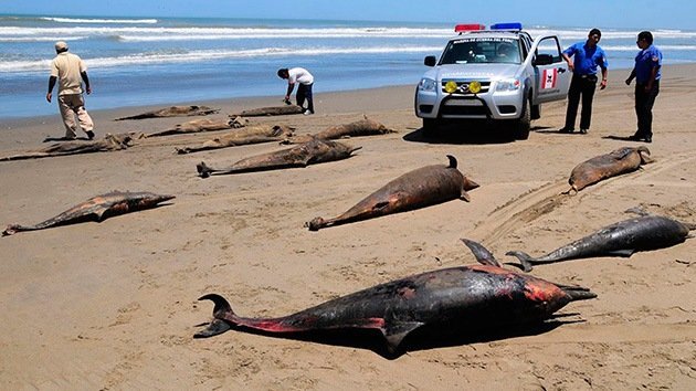Perú no se explica la muerte de 500 delfines