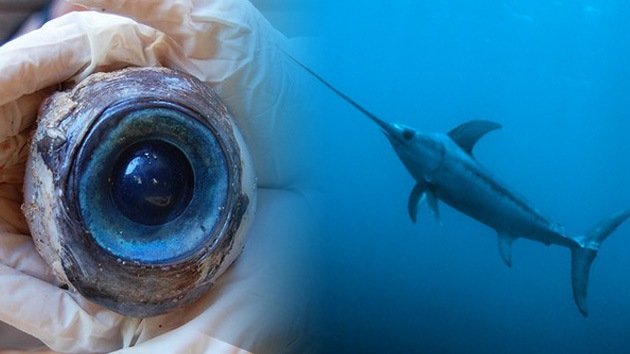 Desvelan el misterio del ojo gigante encontrado en una playa de Florida