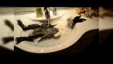 'Jacuzzi' conejil