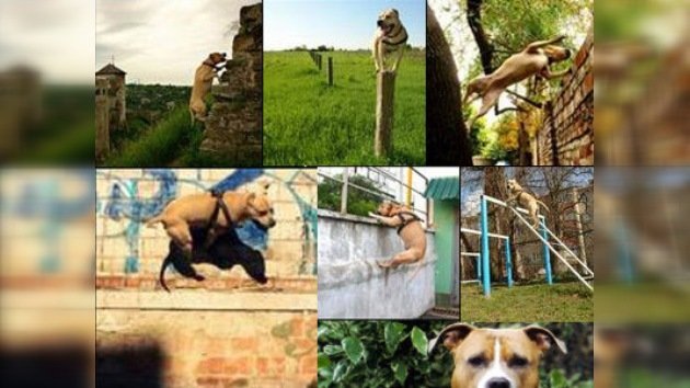 El parkour canino: un éxito ucraniano de repercusión mundial