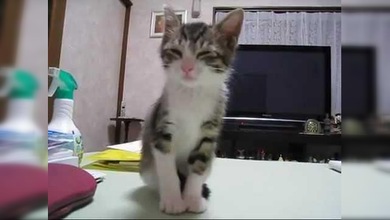 Un gatito pelea sin tregua ¿contra el sueño?