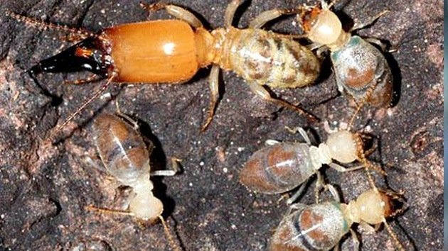 Descubren termitas que de viejas se vuelven 'kamikazes' para proteger la especie