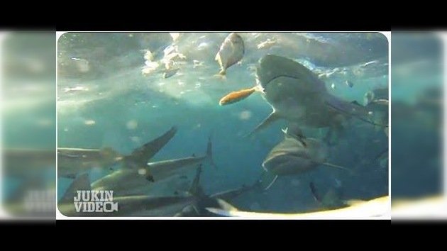 Una multitud de tiburones persigue a un bote con pescadores