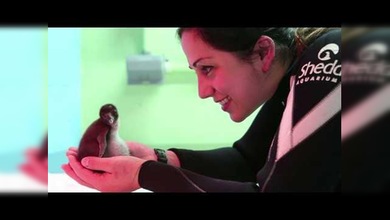 Adorable cría de pingüino, nuevo habitante del Acuario Shedd de Boston