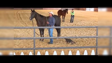Un gato con agallas ataca a un caballo