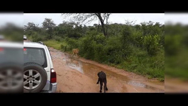Mamá búfala salva a su cría de un león en el último momento
