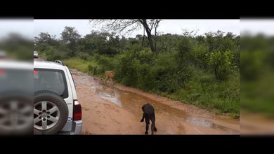 Mamá búfala salva a su cría de un león en el último momento
