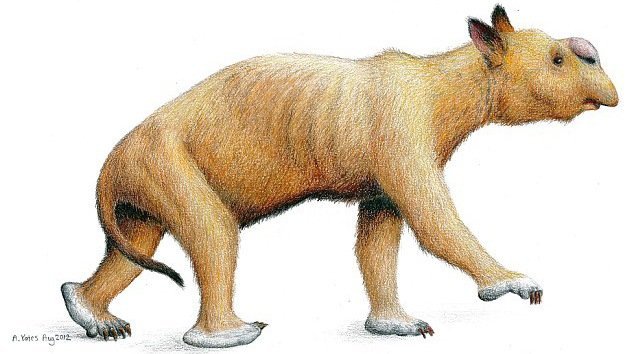 Australia: hallan fósiles de un marsupial prehistórico del tamaño de un elefante