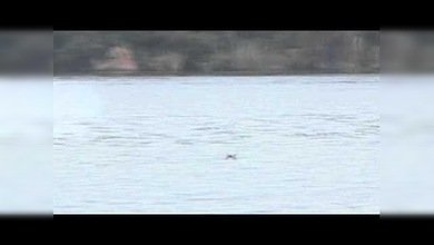 Confirmado: los peces tigres africanos cazan pájaros en pleno vuelo