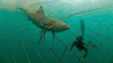 Redes asesinas: una muerte lenta y dolorosa por aparejos de pesca  abandonados - Verde y Azul