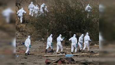 Desinfectarán a los animales domésticos muertos en Fukushima