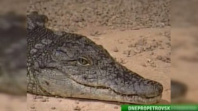 Operarán a un cocodrilo para extraerle un celular en una ciudad ucraniana