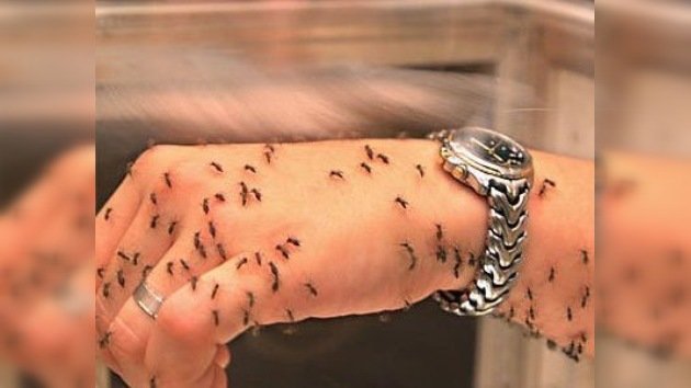 Mosquitos genéticamente modificados "aprenden" a vacunar contra la malaria