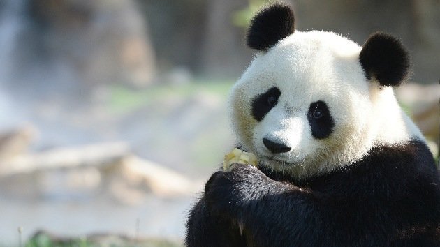 El cambio climático amenaza con dejar sin comida a los pandas salvajes