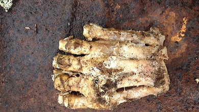 Al mito del yeti 'se le cae el pelo'