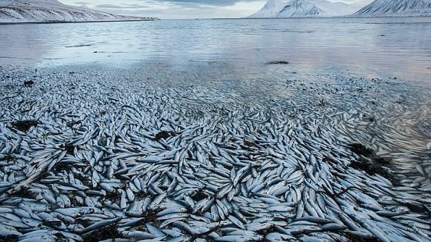 Millones de peces aparecen muertos en un fiordo islandés por causas desconocidas