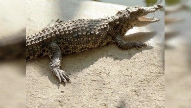 El cocodrilo que se tragó un celular hace unos meses lo ha expulsado de forma natural