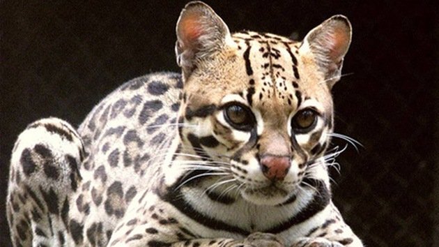 Descubren una nueva especie de gato salvaje en Brasil