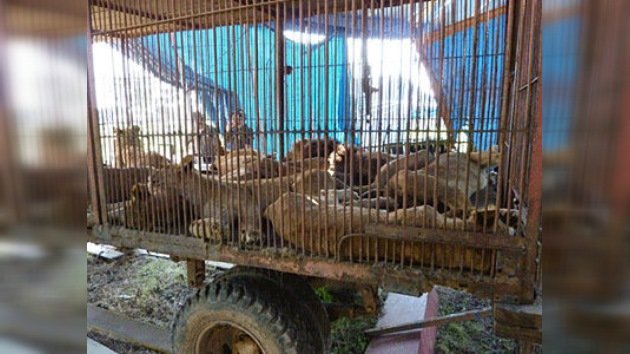 EE. UU. recibe 25 leones rescatados de circos bolivianos