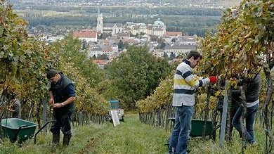 Agricultores austriacos: "El embargo ruso es una catástrofe para Europa"