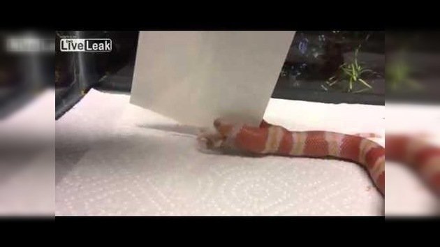 Una serpiente de dos cabezas devora a dos ratones simultáneamente