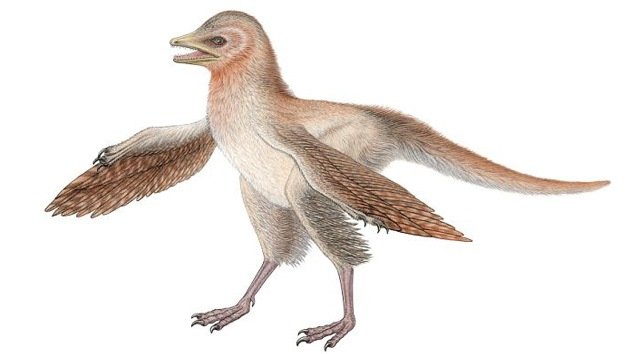 Descubierto un dinosaurio con plumas que cambiará la historia de las aves