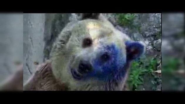 Agreden a un oso de un zoo arrojándole tinta azul a los ojos