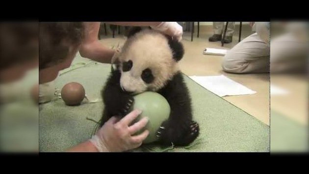 Un juguete nuevo para el pequeño panda Xiao Liwu