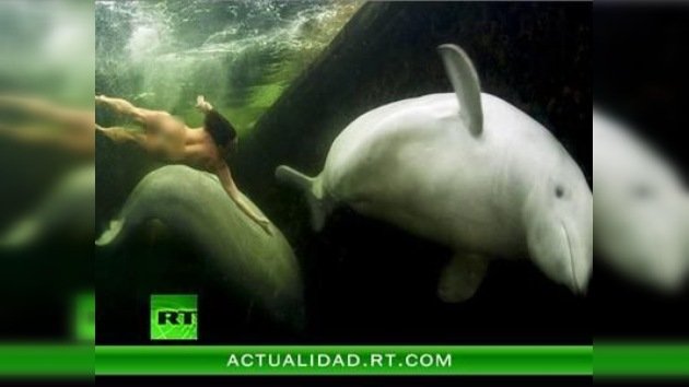 Una ‘princesa de las ballenas’ nada desnuda en las aguas del Ártico