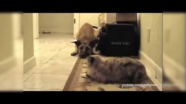 Duelo de mascotas: los gatos se imponen a los perros