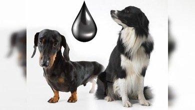 Perros, un medio económico de buscar petróleo