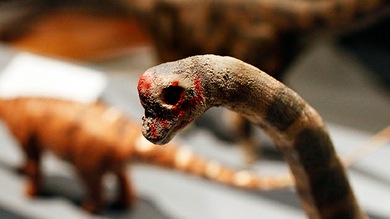 Hallan en Venezuela un dinosaurio desconocido hasta ahora