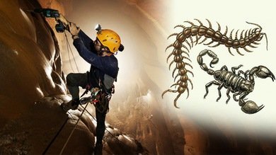 Hallan nuevas especies de invertebrados que habitan a gran profundidad