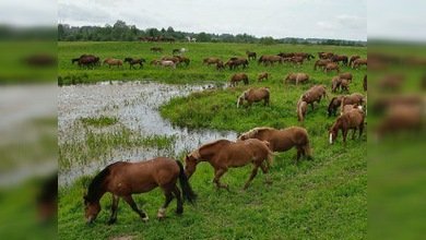 Un trato noble para los animales