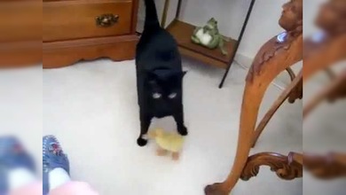 Un gato adopta a un patito